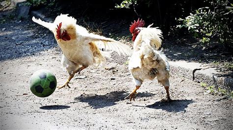 Funny Chicken Ultimate Funny Chicken Compilation Hd Funny Pets