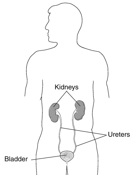 Urinary Tract In A Male Figure With Labels For The Kidneys Bladder
