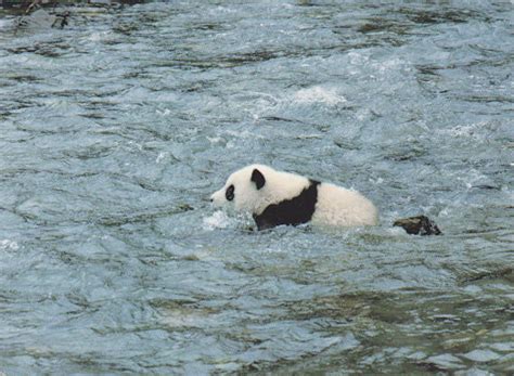 Panda Swimming Sichuan China Yvonne Cooper Flickr