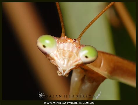 Australian Praying Mantises Minibeast Wildlife