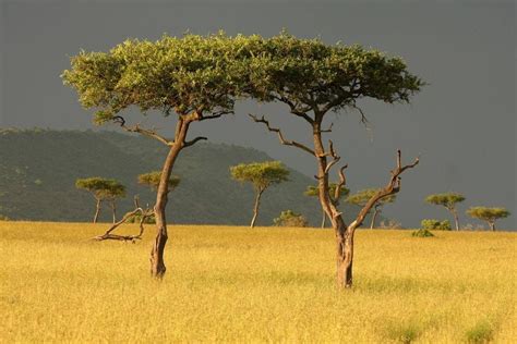 Acacia Trees Masai Mara Kenya Plantae Savana Africana Lugares