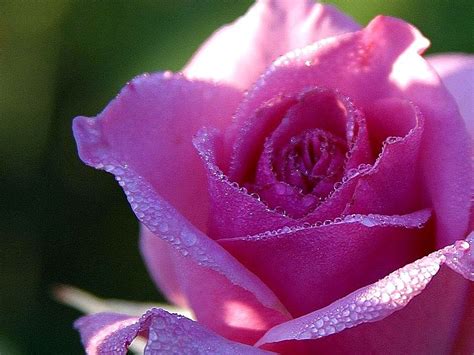 Filepink Roses Dew Wikimedia Commons