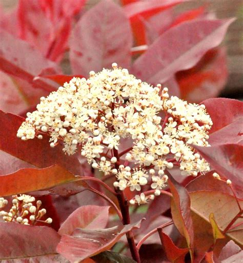 Photinia Planting Pruning And Advice On Caring For Them