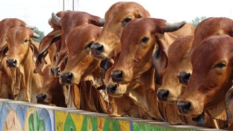 Government To Introduce Sex Sorted Semen Doses For Cows Indiadairy