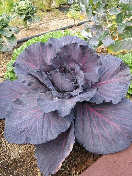 Brassica Oleracea Capitata Group Cabbage Red Cabbage Savoy Cabbage