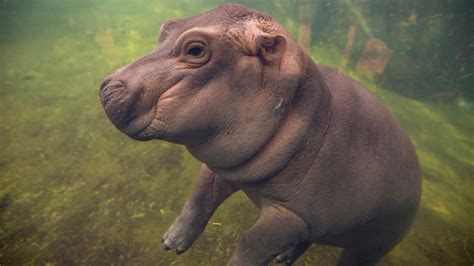 Baby Hippo Fiona Makes Her Media Debut At Zoo Explores Pool Ctv News