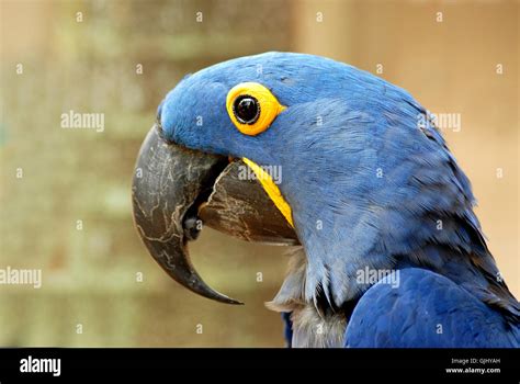 Bird Birds Eyes Stock Photo Alamy