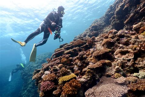 The Best Places To Go Snorkeling In Okinawa Desertdivers