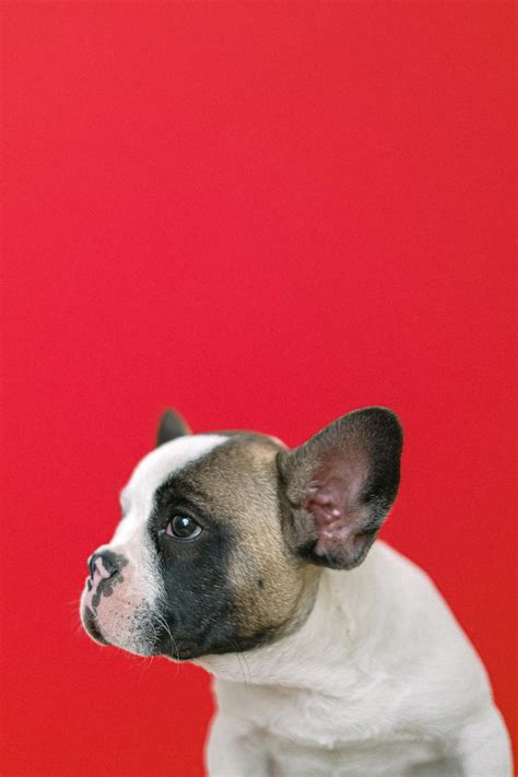 French Bulldog Dry Nose Causes And Treatment Frenchie World