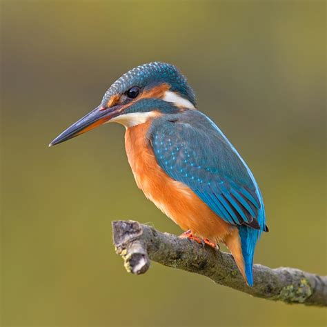 Common Kingfisher Alcedo Atthis