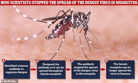 Scientists Engineer Dengue Resistant Mosquitoes Daily Mail Online