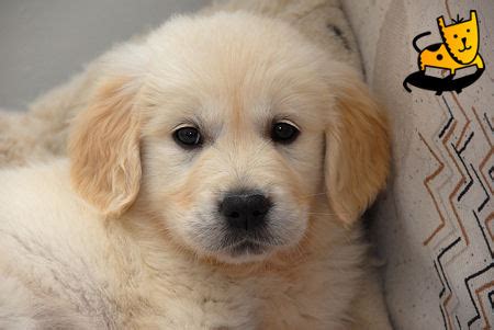 Both mom and dad are golden retrievers, and. Golden Retriever Dog: Cute Golden Retriever Puppies