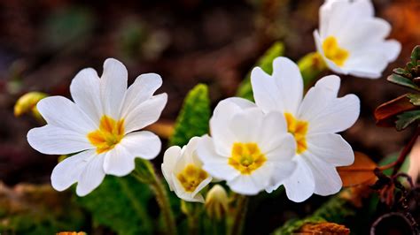 It's become conventional wisdom that oversampling is a good thing. A Few White Spring Flowers Wallpapers - 2048x1152 - 480240