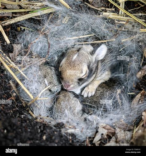 Cottontail High Resolution Stock Photography And Images Alamy