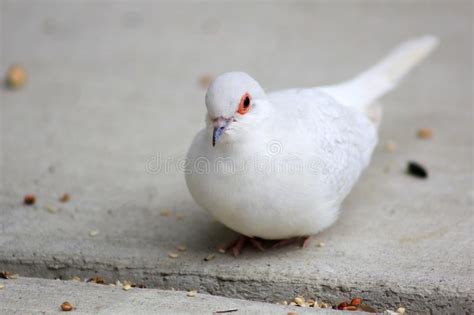 White Domestic Diamond Dove Stock Photo Image Of Pigeon Cluster