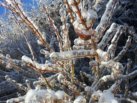 Free Images Tree Branch Snow Cold Winter Frost Ice Weather