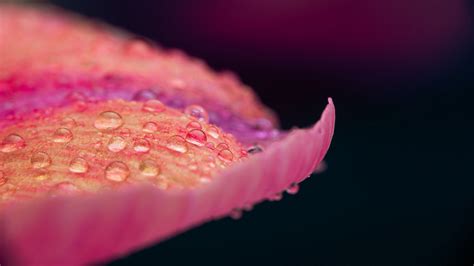 Pink Flower Petal With Water Drops In Black Background 4k Hd Nature