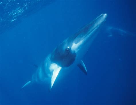 Acutorostrata), which whalers still hunt despite an international moratorium. Every whale counts for Team Minke — Australian Antarctic Division