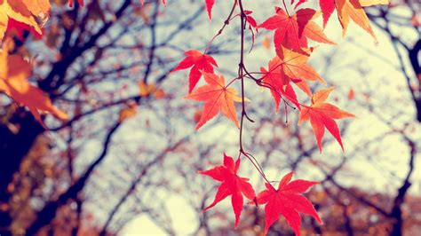 Autumn Leaves Hd Wallpaper High Definition High