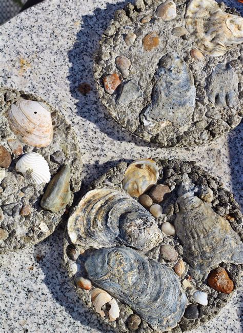 Diy Seashell Stepping Stones