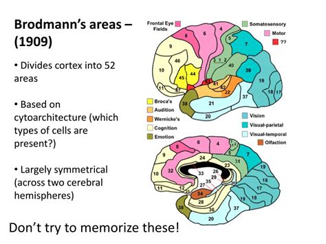 Ppt Introduction To Brain Anatomy Powerpoint Presentation Free Download Id2129728