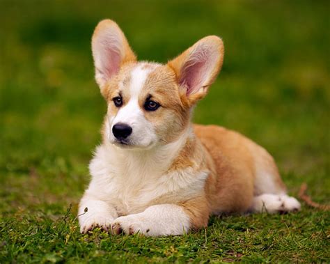 This is a breed that needs to be quick and agile, even after herding all day, in order to avoid the cattle's kicking hooves. Pembroke Welsh Corgi - Fantastic Pet Encyclopedia, UK