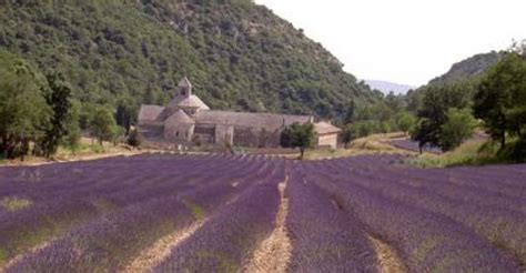 From Avignon Full Day Lavender Tour Getyourguide
