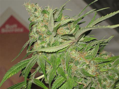 The Doctor Green House Seeds Cannabis Strain Info
