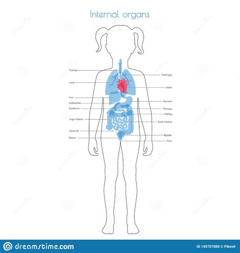 Anatomical illustration of a side view of the female internal organs, showing pancreas, spinal column, rectum, liver, stomach, transverse colon, small intestine, peritoneum, uterus, and bladder. Human Internal Organs Vector Stock Vector - Illustration ...
