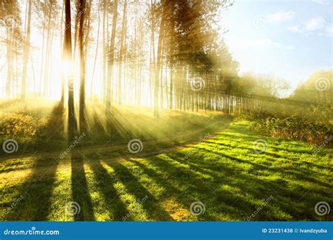 Sunny Forest Stock Photo Image Of Beautiful Scenery 23231438