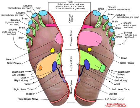 Pin By Tiina Pelkonen On Health And Wellness Reflexology Reflexology Chart Foot Reflexology