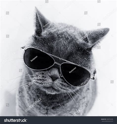 Portrait British Shorthair Gray Cat Wearing Stock Photo 358754180