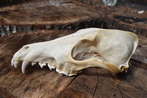 Coyote Skull E44