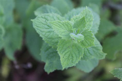 Plant Apple Mint For The Bees