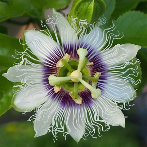 Buy Edible Fruited Passion Flower Passiflora Edulis Passiflora Edulis