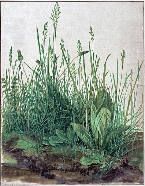 The Large Piece Of Turf Painting By Albrecht Durer