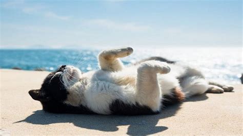Why Cats Love To Sunbathe