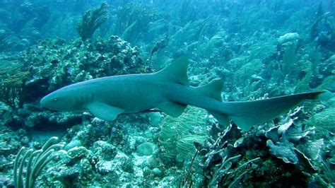 Carpet Shark Habitat Species And Facts Britannica