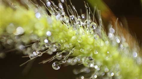 Free Images Nature Branch Blossom Dew Sunlight Leaf Flower