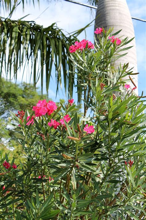 Oleanders For Harrisburg