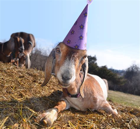 A Very Tolerant Goat On Her First Birthday Rgoats