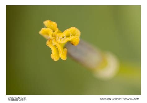 Tulip Stigma Iii · David Kennard Photography