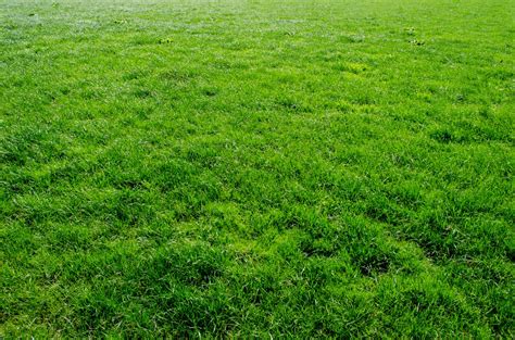 Green Grass Free Stock Photo Public Domain Pictures