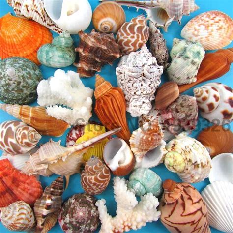 Natural Beach Sea Shells Conch Coral Decorative Seashells Concha Crafts