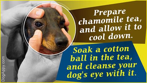 Dog Eye Infection The O Guide