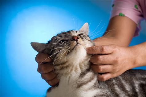 Massage Therapy In Cats Procedure Efficacy Recovery Prevention Cost