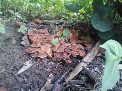 Michigan Id Thread Mushroom Hunting And Identification Shroomery