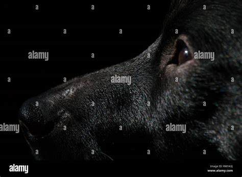 Black Dog Head Portrait Stock Photo Alamy