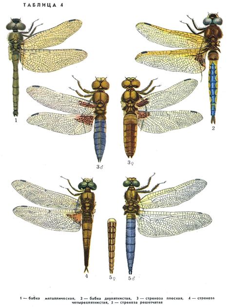 Pin On Libellules Et Demoiselles De Sologne Dragonflies Sologne