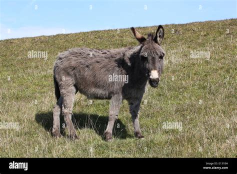 Donkey Equus Africanus Asinus Stock Photo Alamy